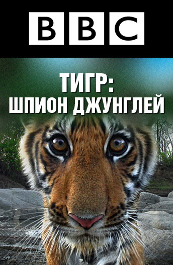 BBC: Тигр – Шпион джунглей (мини-сериал) - трейлер и описание.