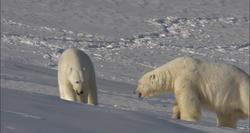 Смотреть фото BBC: Замерзшая планета (мини-сериал).