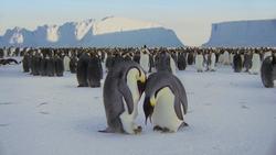 Смотреть фото BBC: Замерзшая планета (мини-сериал).