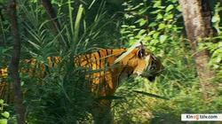 Смотреть фото BBC: Тигр – Шпион джунглей (мини-сериал).
