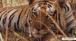 Смотреть фото BBC: Тигр – Шпион джунглей (мини-сериал).