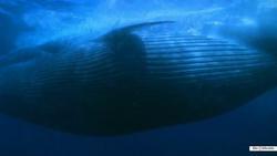 Смотреть фото BBC: Морские гиганты (сериал).