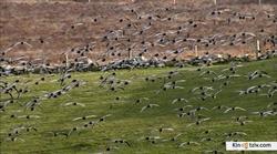Смотреть фото BBC: Мир с высоты птичьего полета (сериал 2011 - 2012).
